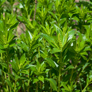 STILLINGIA (Stillingia Sylvatica)