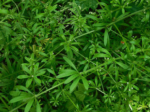 CAGLIO   (Galium aparine)