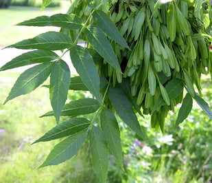 FRASSINO SPINOSO (Zanthoxylum Americanum)