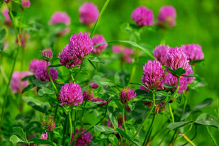 TRIFOGLIO ROSSO (Trifolium Pratense)